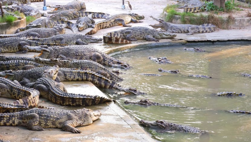 Ratusan buaya hidup dilelang di China, pembeli ambil sendiri ke kandang
