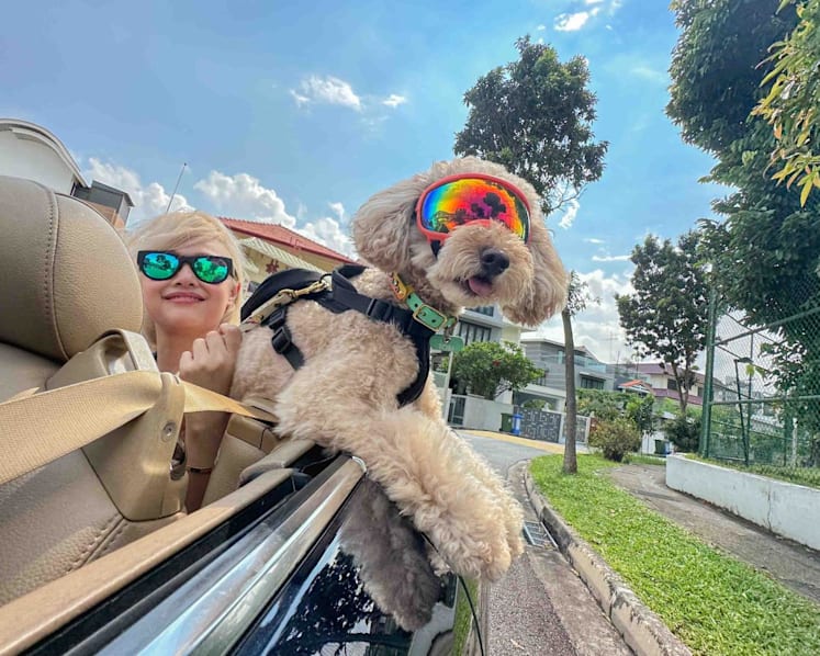 The Big Read: 'Part of the family' — the rising status of pets among households and what it means for society