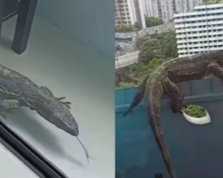 Non-native monitor lizard found in Singapore flat casts spotlight on illegal exotic pet trade 