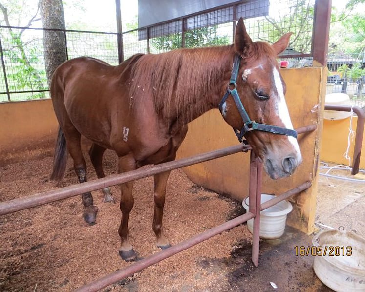 Gallop Stable abuse trial: Horse riddled with wounds, says ex-AVA officer