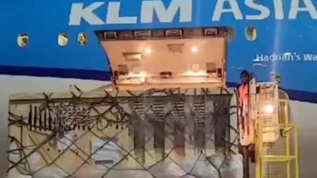 载百头猪机舱飘臭味 荷兰航空客机急降吸“新鲜空气”