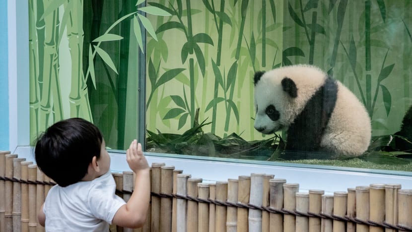 Hundreds throng to public unveiling of first giant panda cub born in Singapore 