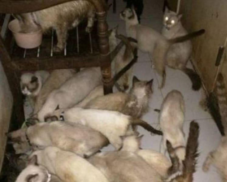 A love for animals ... or an indication of mental illness?