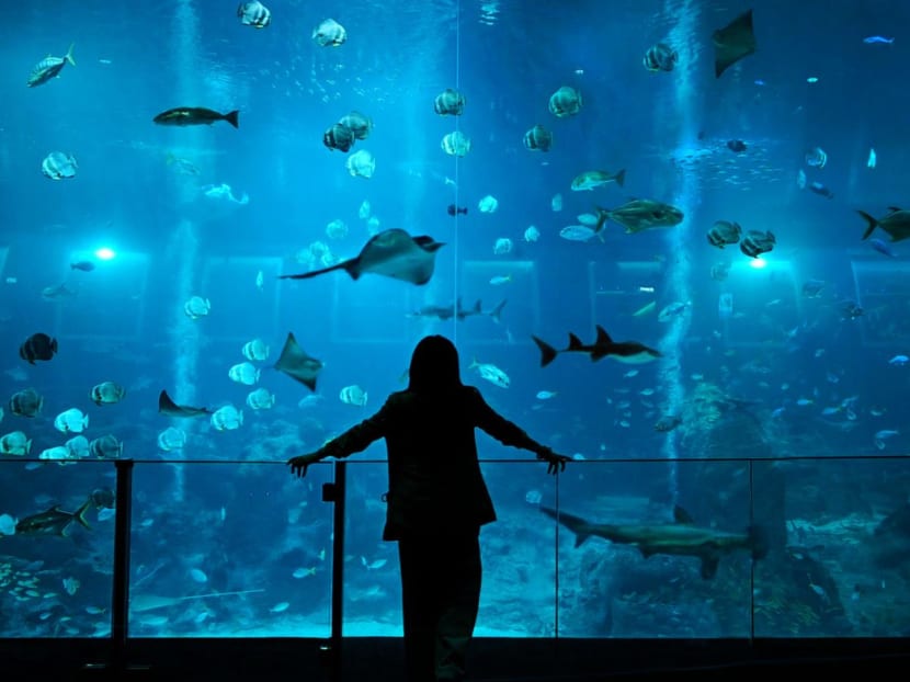 First look: The new Singapore Oceanarium, formerly SEA Aquarium, features 22 zones and over 40,000 marine animals