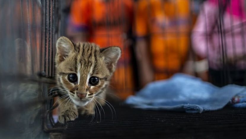 Gambar Pilihan Hari Ini