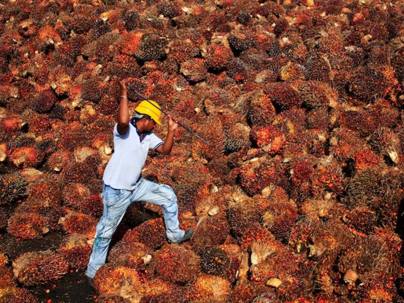 A study by Sahabat Alam Malaysia claimed federal and state policies, statutory laws and several landmark judicial decisions have all worked in favour of powerful oil palm plantations, often at the expense of indigenous communities.