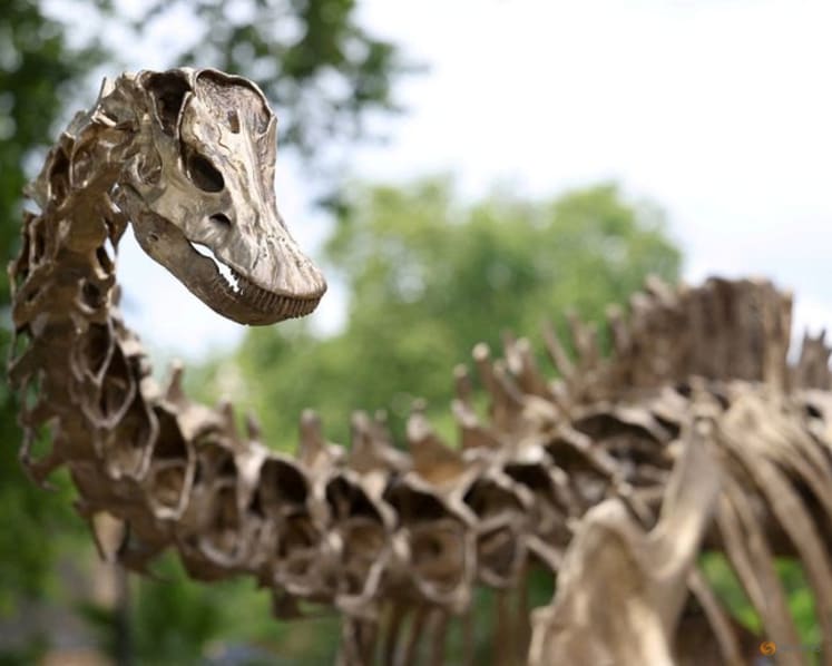 Spanish scientists find first evidence of Diplodocus dinosaur in Europe