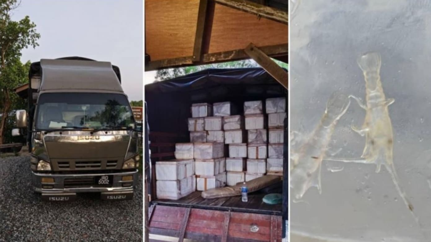 企图走私龙虾幼苗进入狮城 马国执法人员拦截