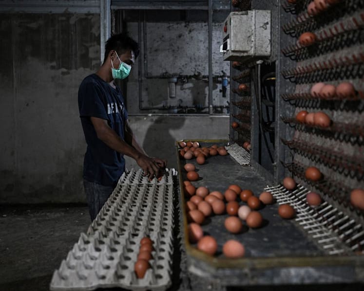 'Don’t hoard': KL residents warned against panic buying amid egg shortage