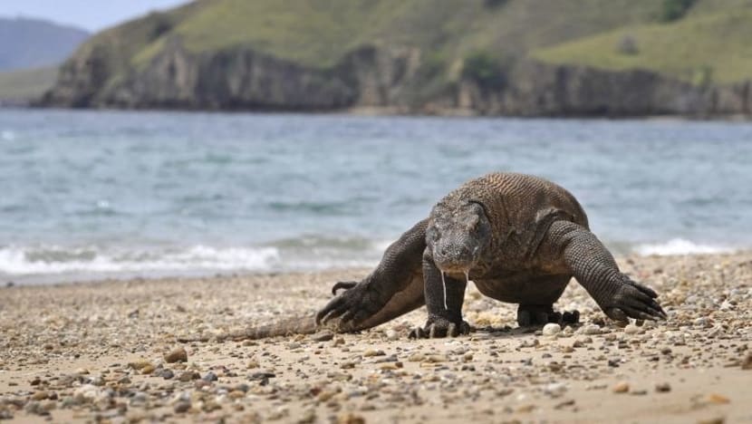 Taman haiwan Indonesia biak baka biawak Komodo agar tidak pupus
