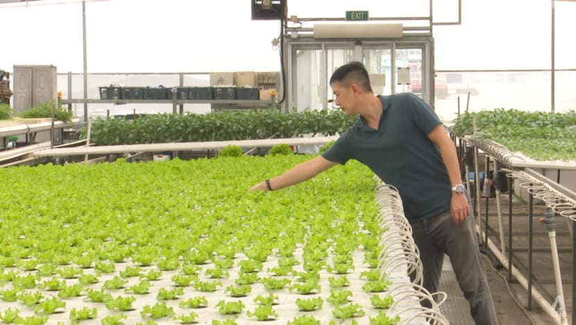 Cloudy with a chance of unaffected produce: Urban farms stay resilient against weather Cloudy with a chance of unaffected produce: Urban farms stay resilient against weather