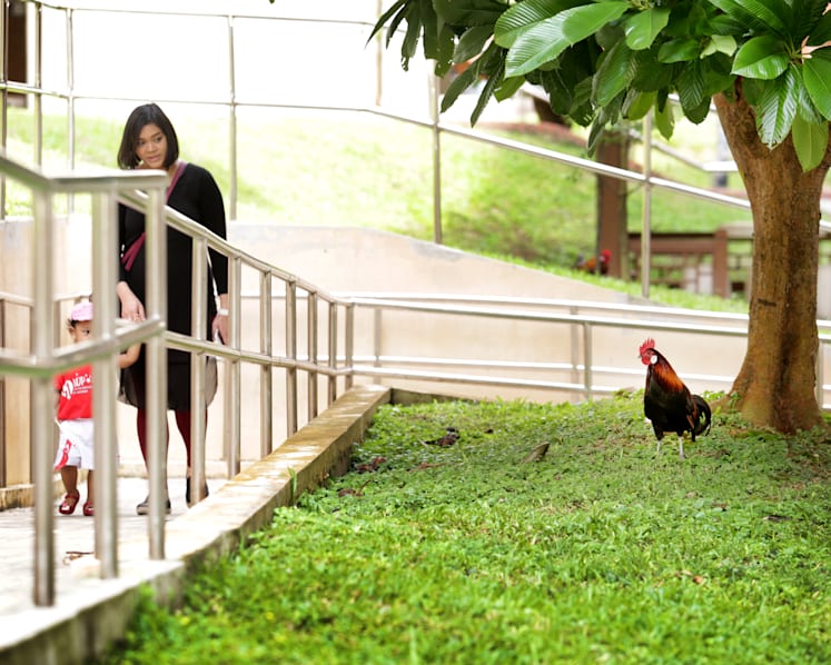 The Big Read: As animal encounters hit the headlines, a divide opens up