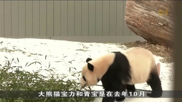 大熊猫宝力和青宝首次亮相美国 华盛顿民众热情迎接