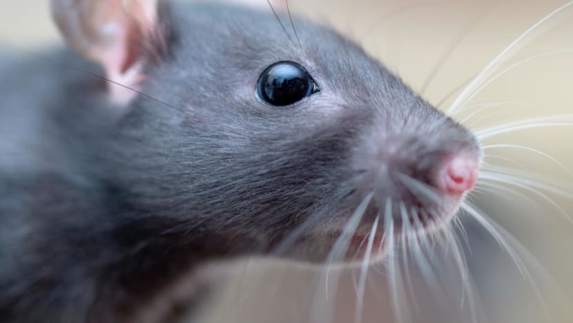 Explainer: What is causing growing rat infestations in S'pore, and what can be done? 