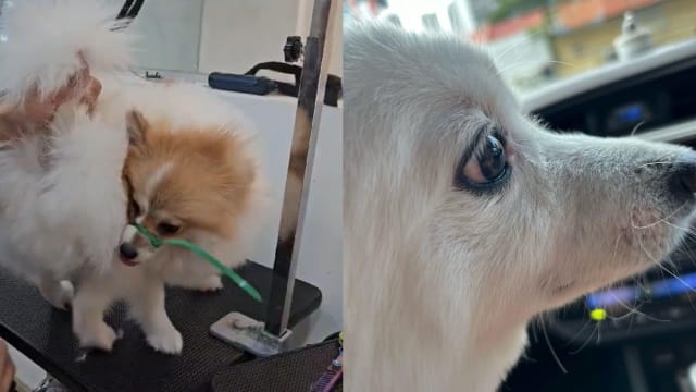 宠物店用扎带绑狗嘴惹不满 店家道歉宣布永久停业