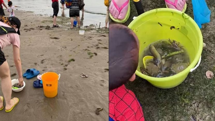 Peminat hidupan marin 'jengkel' lihat orang ramai kutip hidupan laut di tepi pantai