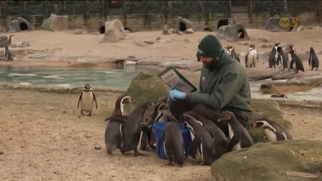 London Zoo 200th Anniversary: 8,000+ Animals in Major Census