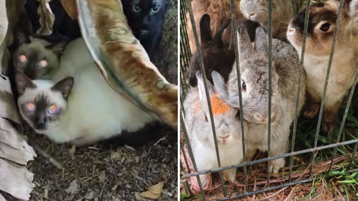 ‘Encouraging’ dip in animal cruelty and welfare cases in Singapore, but numbers remain ‘alarming’: SPCA