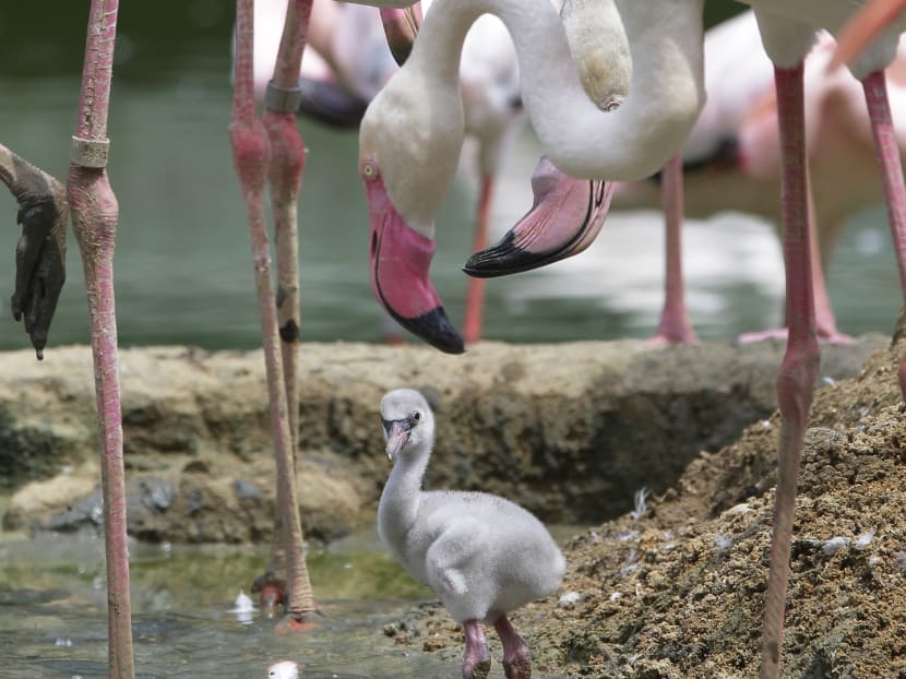Asia’s first giant river otter baby born at River Safari