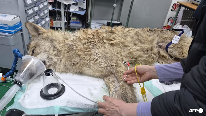 Escaped wolf in South Korea recaptured, returned to zoo