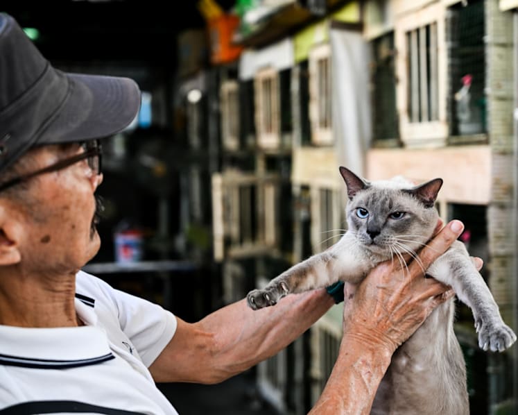 Thai cats-12