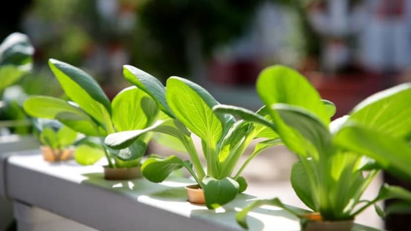 Lebih banyak kebun sayur, bengkel berkebun & pasar tani akan dibangunkan di Tampines 