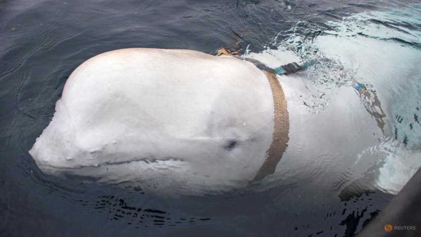 Russian 'spy whale' Hvaldimir found dead near Norway Russian 'spy whale' Hvaldimir found dead near Norway