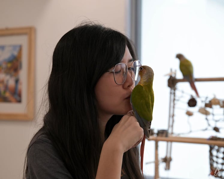 'More high-maintenance than dogs': Why some Singaporeans are spending thousands on pet birds