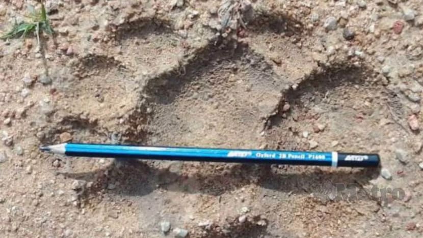 Penduduk Felda Ulu Tebrau takut keluar bekerja; harimau masih berkeliaran