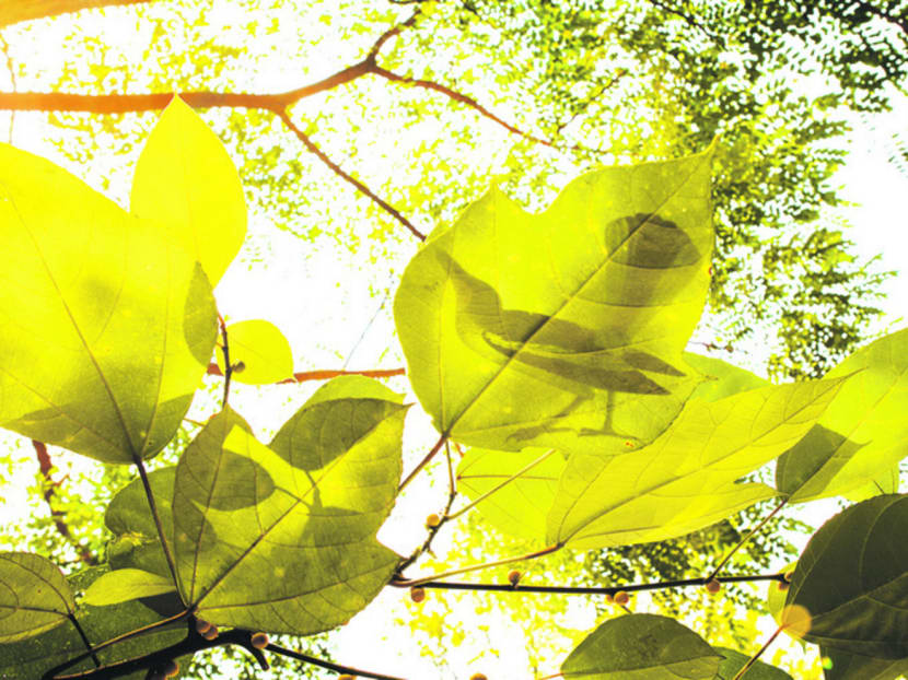 Bird’s eye view: Tanglin Halt’s feathered wildlife the subject of a show