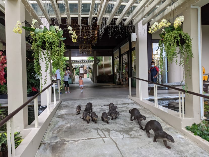 Can a bigger otter population in Singapore co-exist with people?