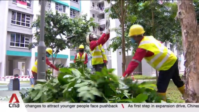 New draft standard on tree management open for public consultation from Nov to Jan