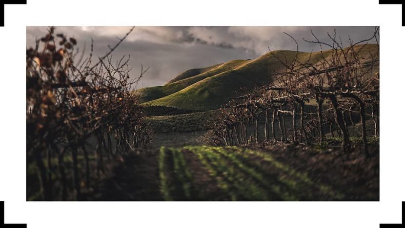 How climate change is affecting the taste and structure of the wines you drink
