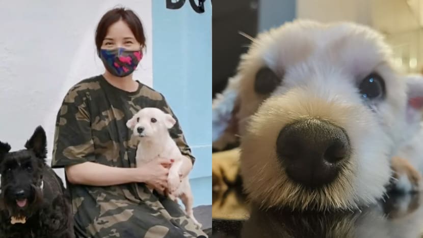 Zoe Tay Adopts Ex-Breeding Dog Who Was Kept In A Cage Its Whole Life
