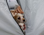 Dogs allowed: Animal hospital opens doors to Japan quake survivors and their pets