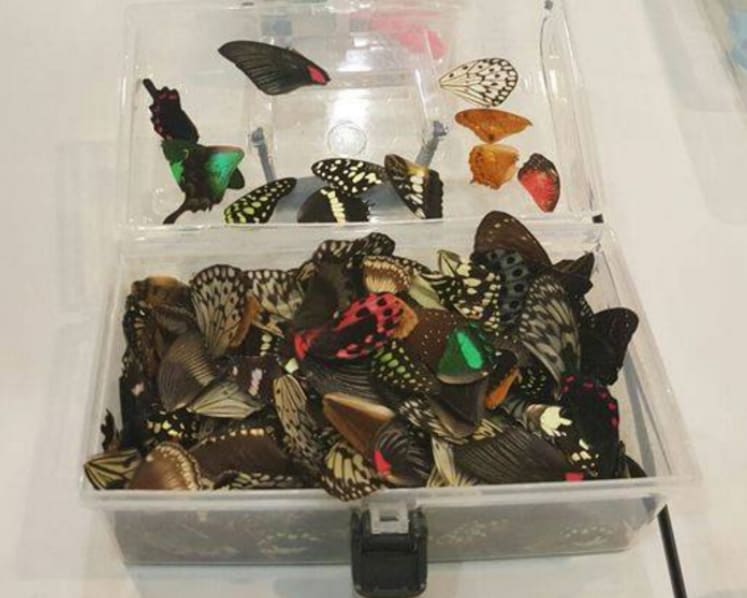 'More measures' being considered to protect butterflies in exhibition