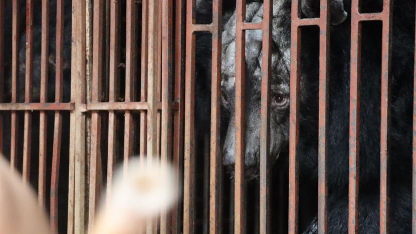 'Really brutal': Bears rescued from Vietnam bile farm as operators continue to evade authorities