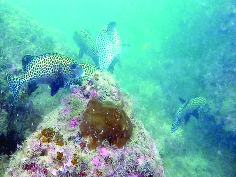 Singapore has other islands for rustic adventures besides Ubin, you know