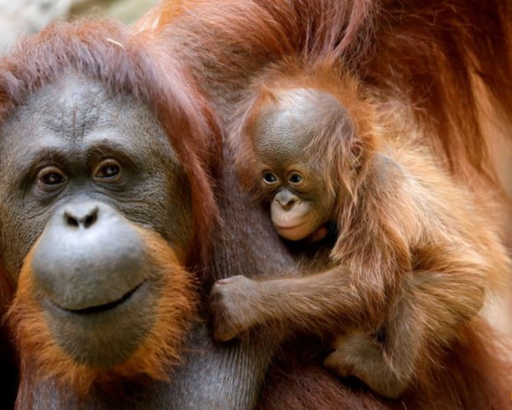 Humans and great apes show similar rhythmic pattern in laughter