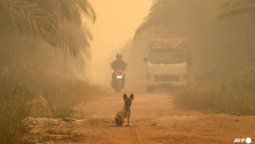 ‘Hazardous’ levels of air quality in parts of Indonesia’s Borneo