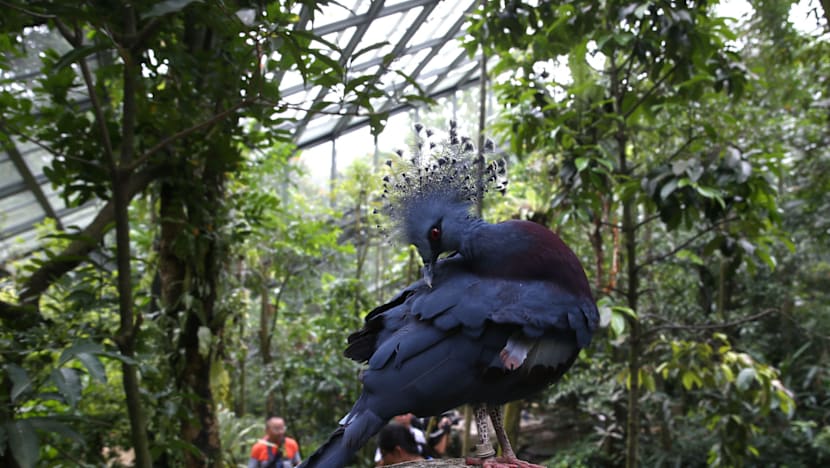 Rare Asian birds at Jurong Bird Park’s Wings of Asia aviary