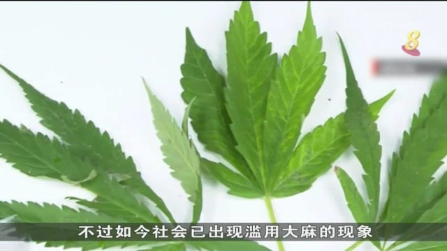 泰国数百名医生呼吁立即禁止民众消遣性使用大麻