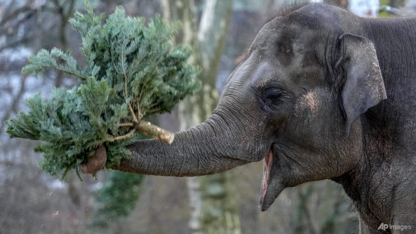 It's Christmas for the elephants as unsold trees are fed to the animals at Berlin Zoo
