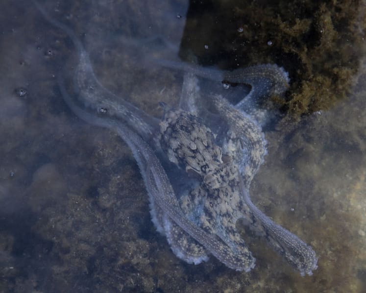 Hidden sentinels who guard Singapore’s biodiversity