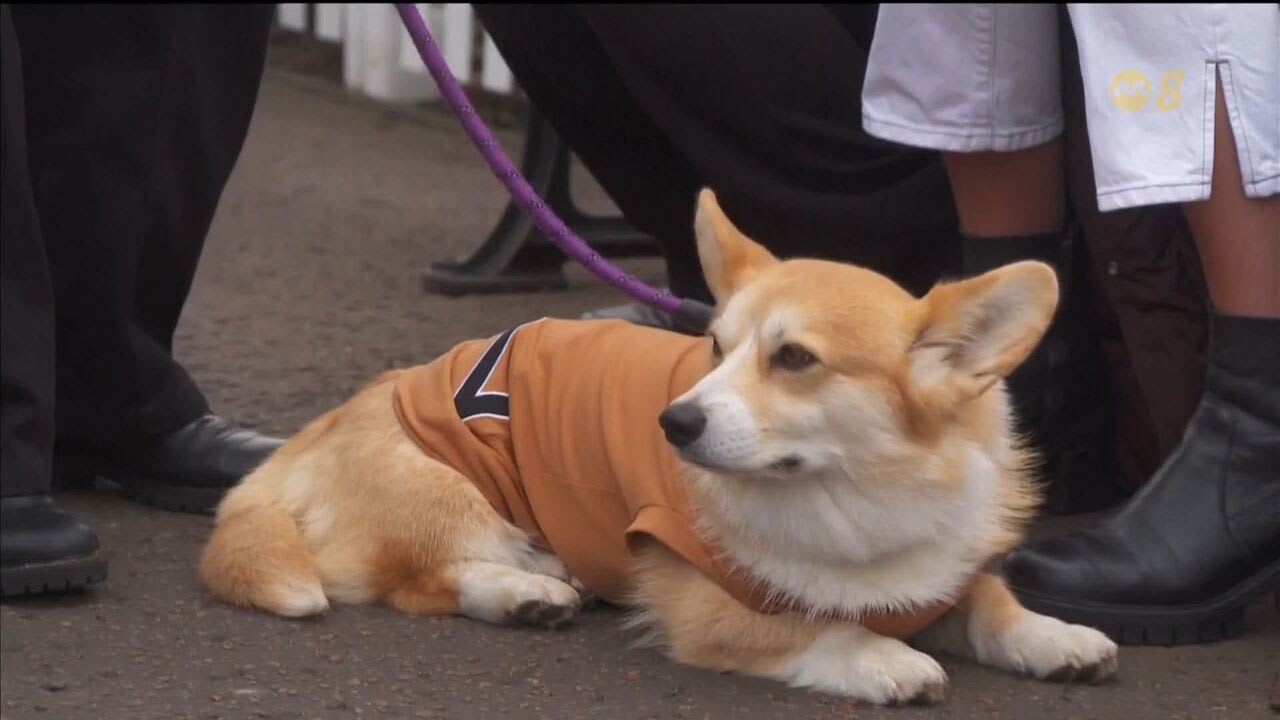 小短腿爆发惊人速度苏格兰举办柯基短跑比赛- 8world