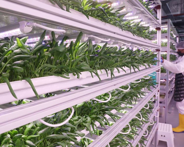 'A growing interest': Despite challenges in beating the heat, unique crops like ice plants, strawberries take root in S'pore farms  