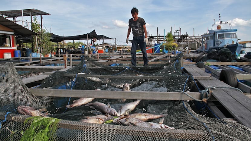 Up to 600 tonnes of fish lost to algal bloom: AVA