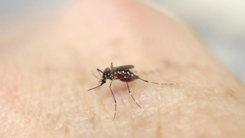 More research needed on how Zika spreads in Singapore and its effects