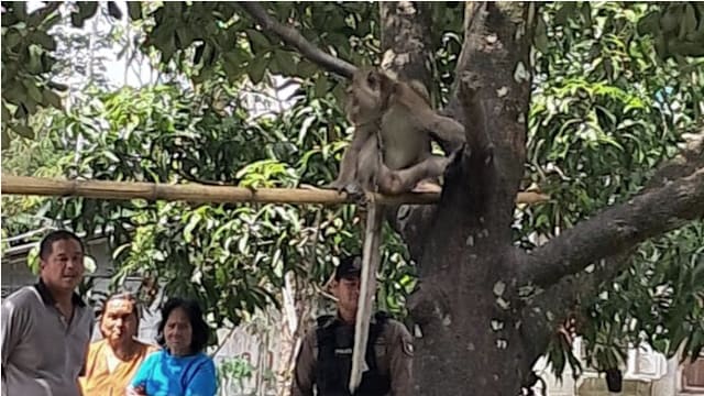 泰国六岁男童 遭祖父宠物猴咬穿肺身亡