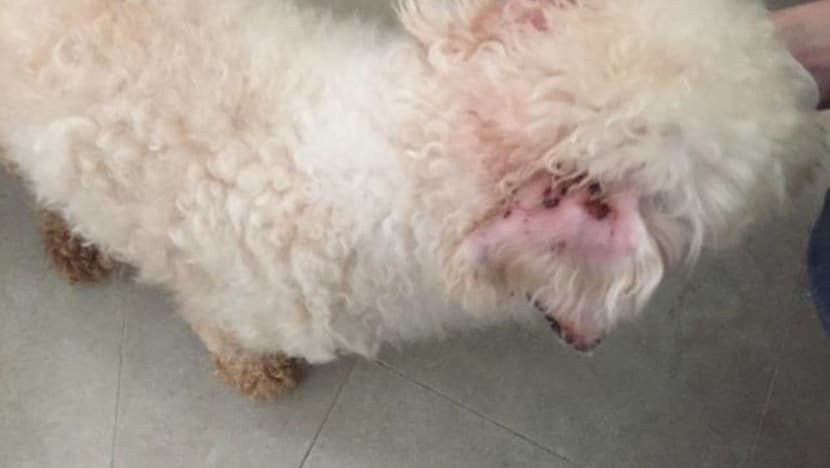 Owner of pet grooming school jailed, fined for abandoning 18 dogs